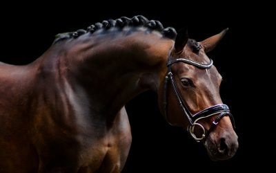 Tess & Kiki zijn goed op weg!